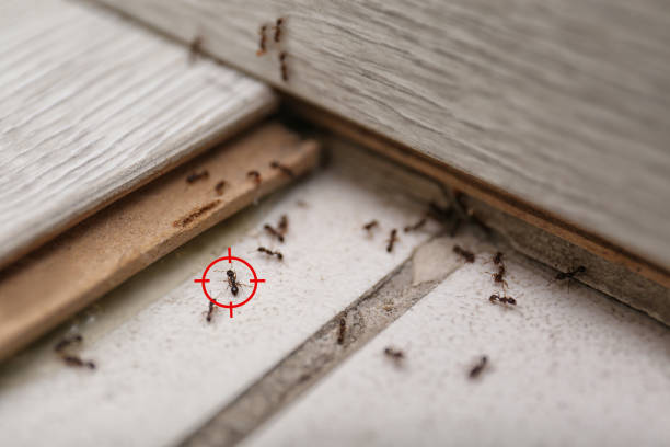 Swartz Creek, MI Pest Control Company