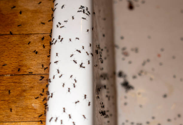 Professional Pest Control in Swartz Creek, MI